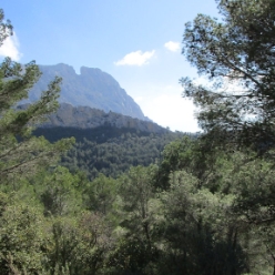15.02. - im Rosengarten der Costa Blanca