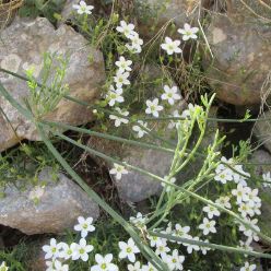 19-05-01-ElsArcs-16