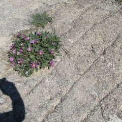 19-05-01-ElsArcs-22