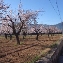13.02.- Mandelbluetenwanderung Jalontal und Sierra La Devesa