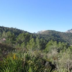 19-02-13-Mandelbluetenwanderung-Sierra-La-Devesa-04