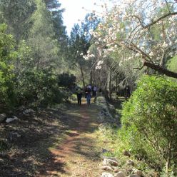 19-02-13-Mandelbluetenwanderung-Sierra-La-Devesa-19