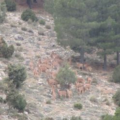 19-03-27-Espuna-schwer-25