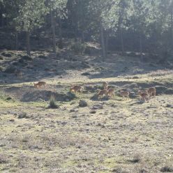 19-03-27-Espuna-schwer-26