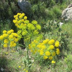 19-05-29-Bernia-21